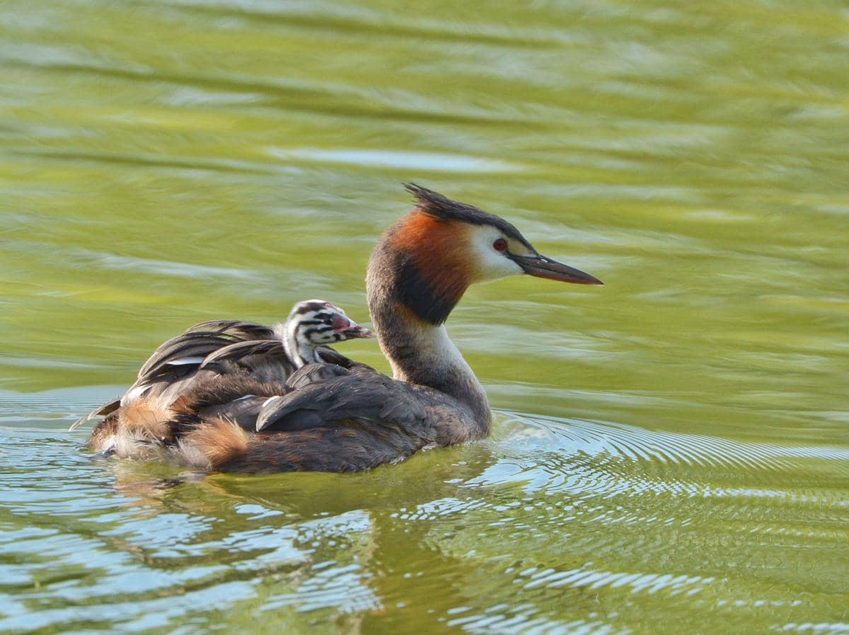 anak Great Crested Grebe menumpang di punggung induknya