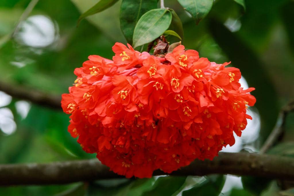 potret tanaman brownea grandiceps