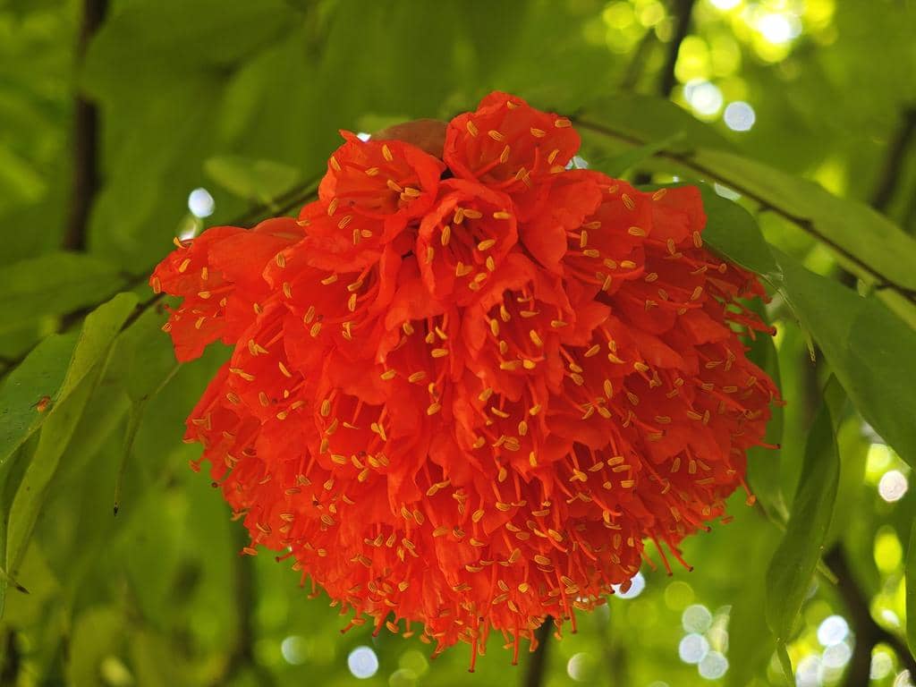 Brownea grandiceps