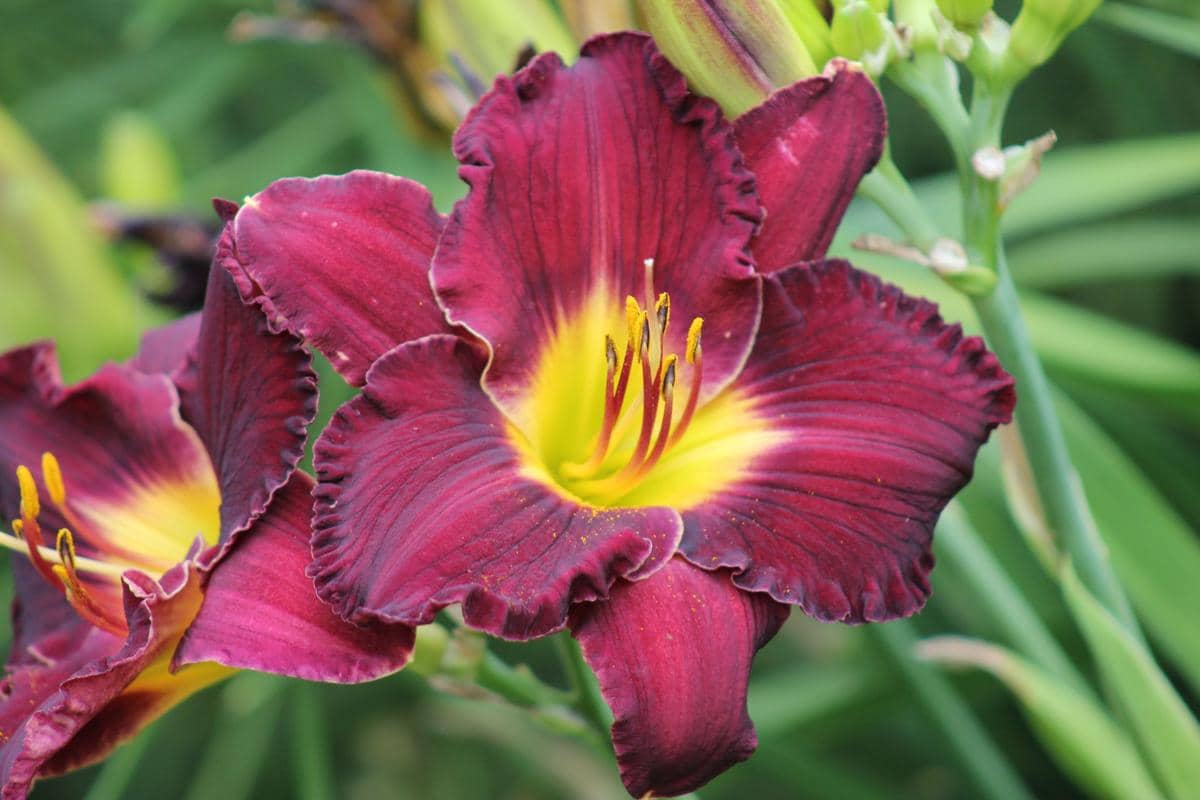 ilustrasi nosferatu daylily