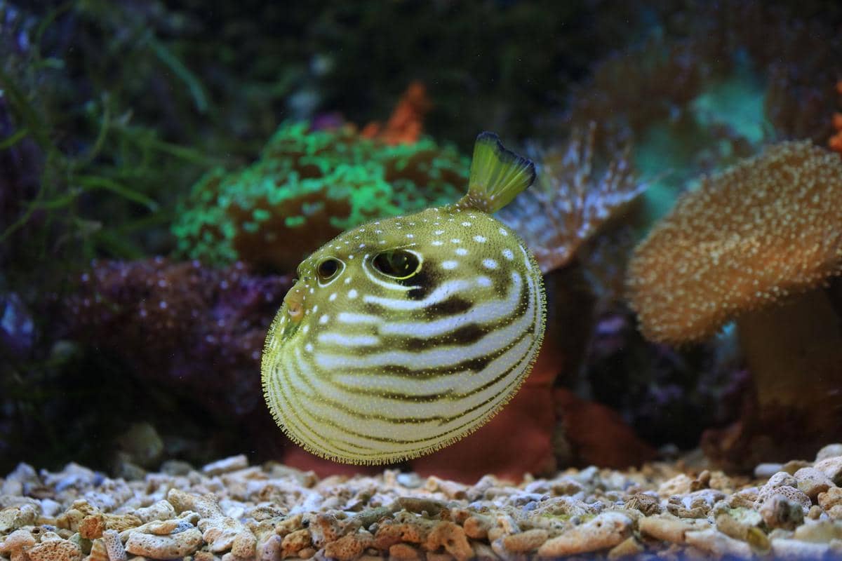 Ikan Buntal