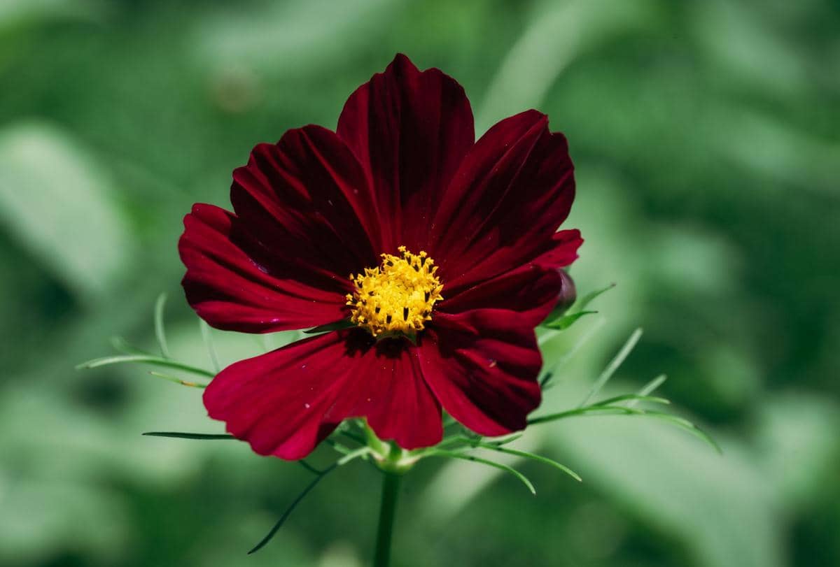 ilustrasi chocolate cosmos