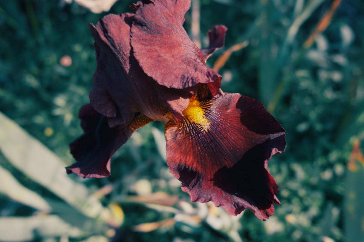 ilustrasi bearded iris senlac