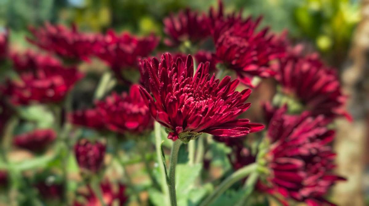 ilustrasi chrysanthemum burgundy