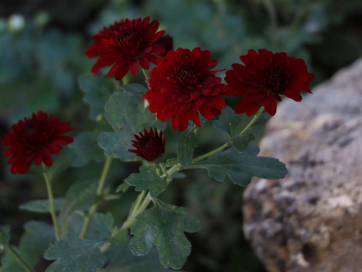 ilustrasi red chrysanthemum