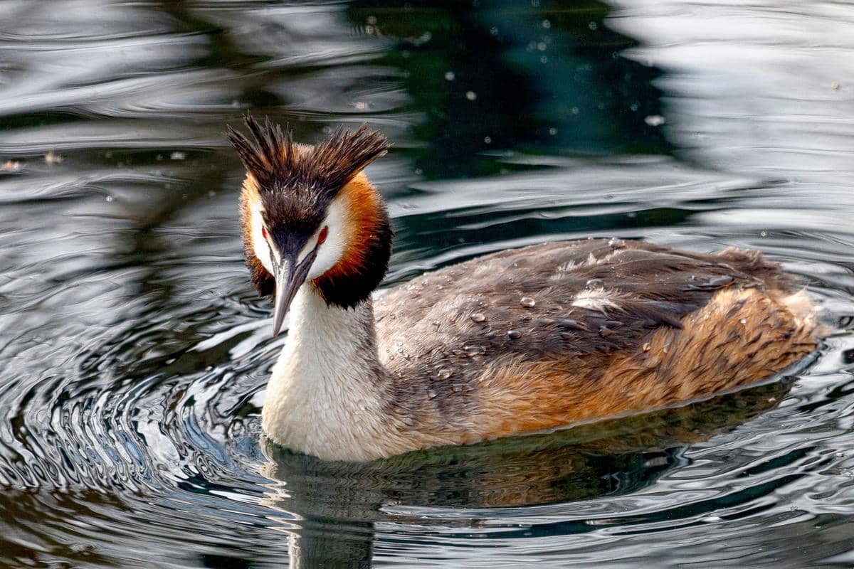 tampilan khas Great Crested Grebe saat musim kawin