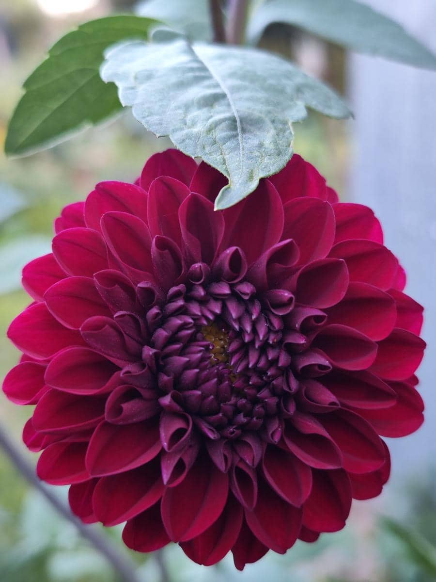 ilustrasi burgundy dahlia