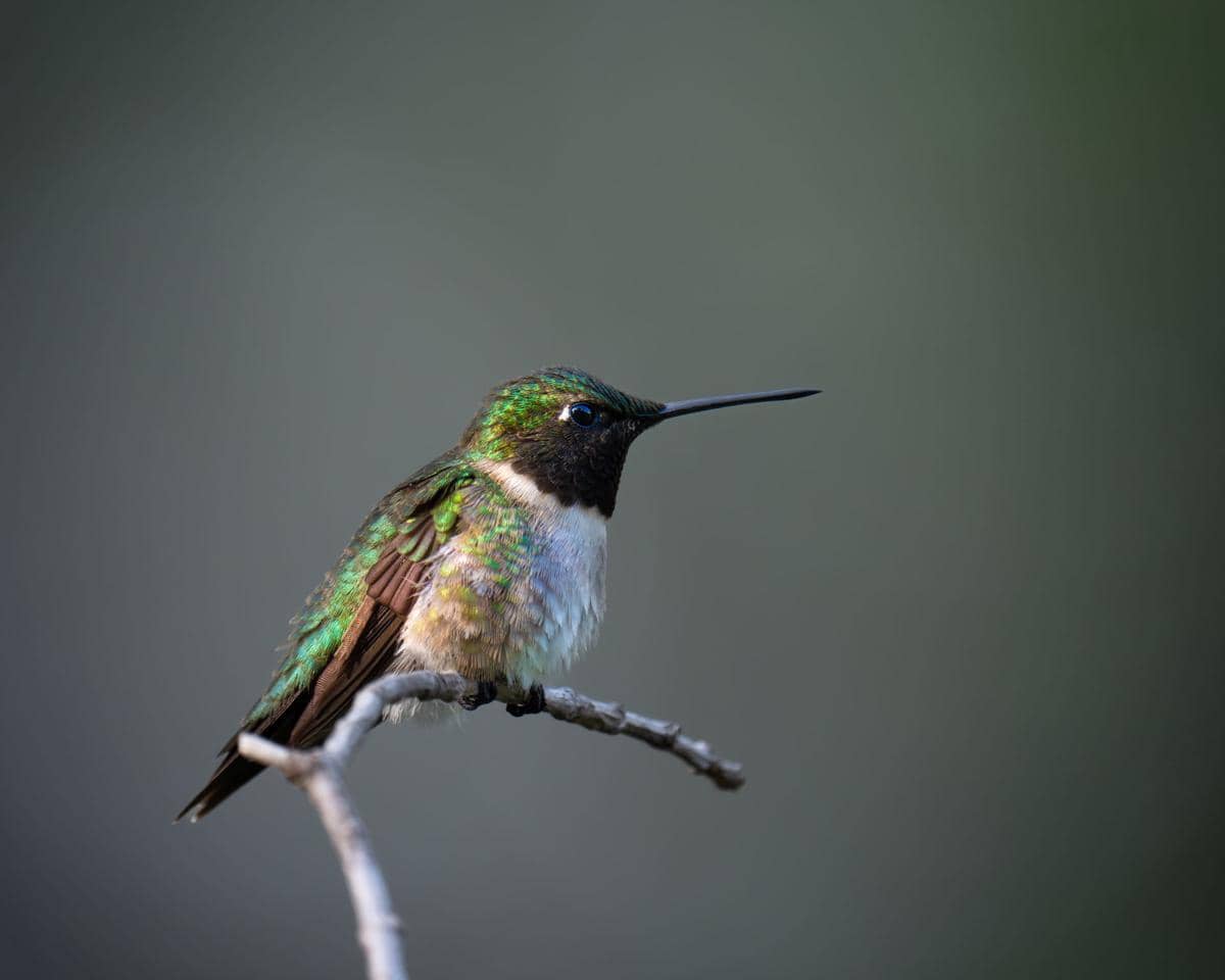 Burung Kolibri
