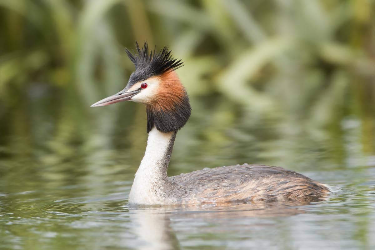 5 Fakta Great Crested Grebe, Burung yang Memakan Bulunya Sendiri