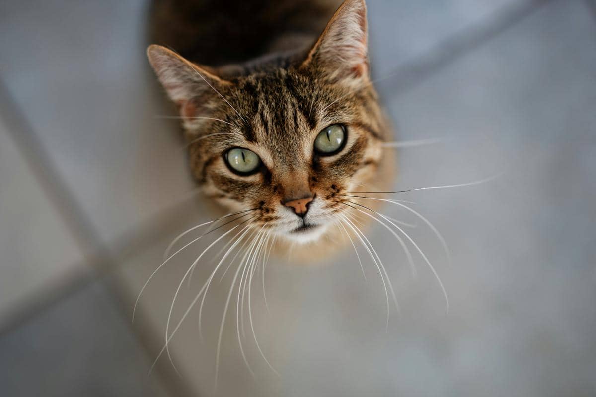 Bahasa Tubuh Anabul: Kenapa Kucing Suka Menggosokkan Kepala ke Kaki Kita?