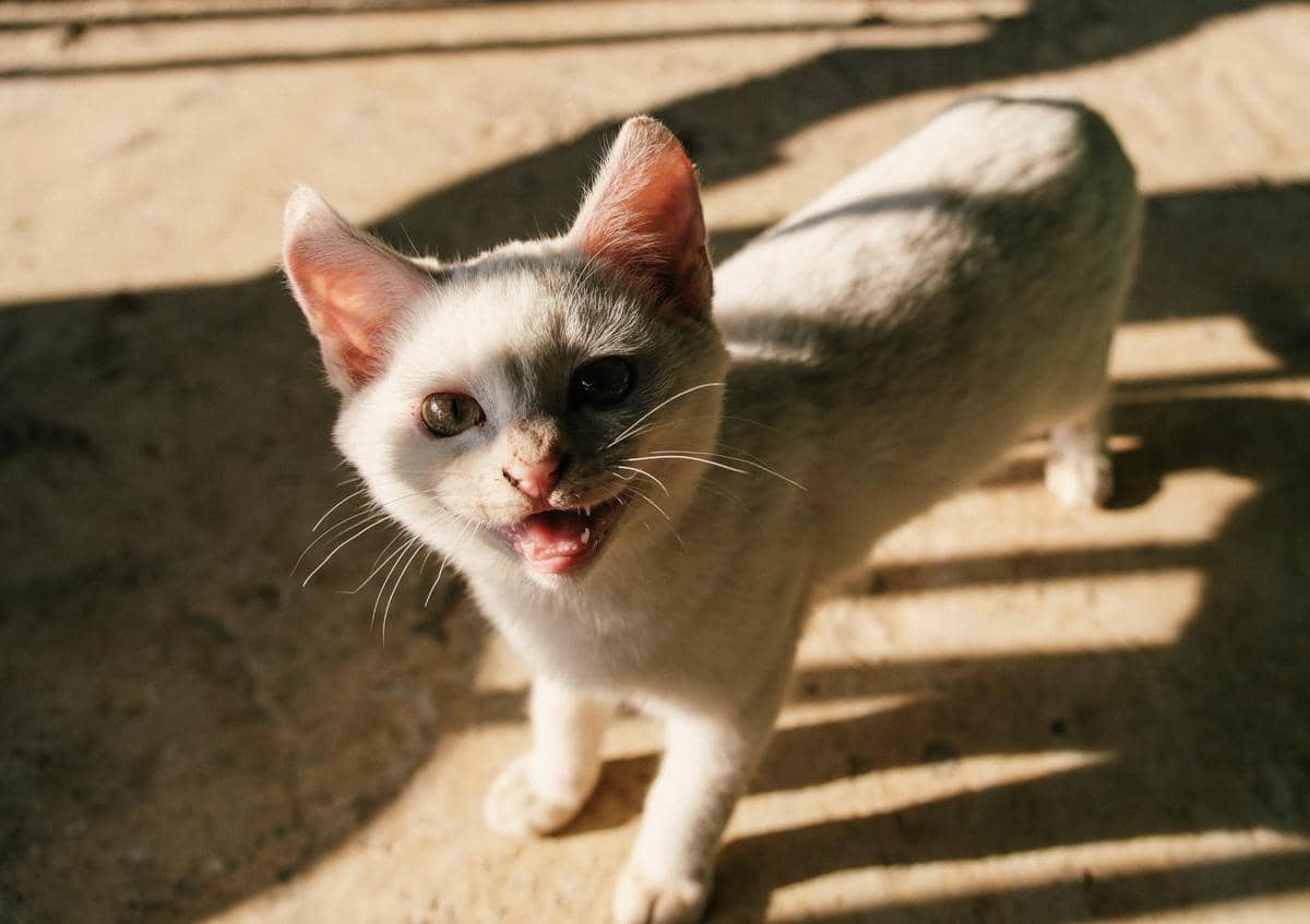 trik psikologis kucing memicu rasa panik pemilik