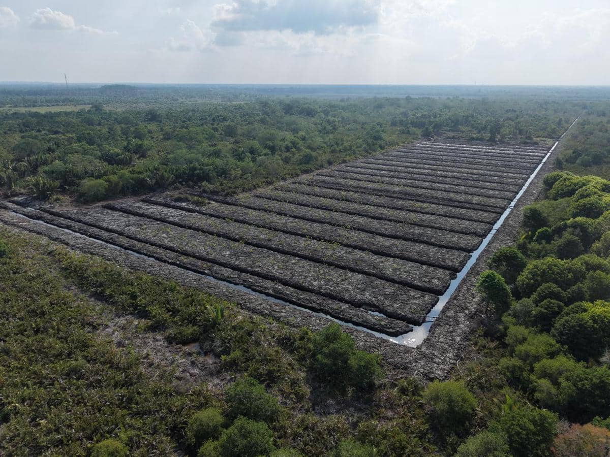 Hutan Mangrove di Riau Digunduli, Luasnya Capai 100 Hektare