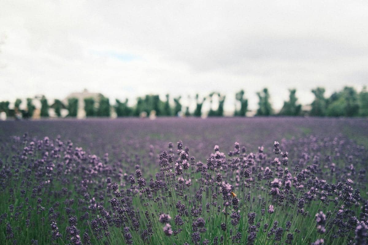 Potret Tomita Farm, Jepang