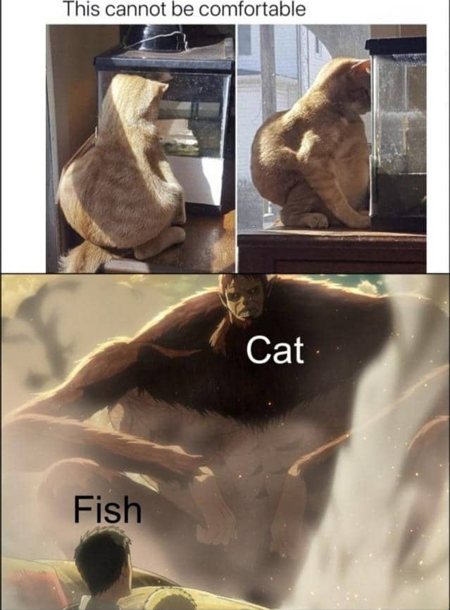 meme anime tentang ikan