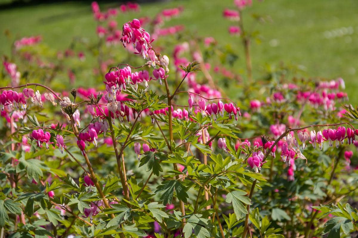 Bleeding Heart berasal dari kawasan Asia Timur
