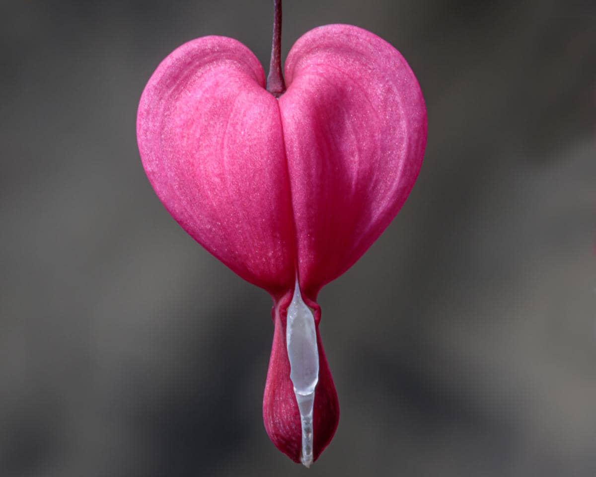 bentuk bunga Bleeding Heart yang menyerupai hati