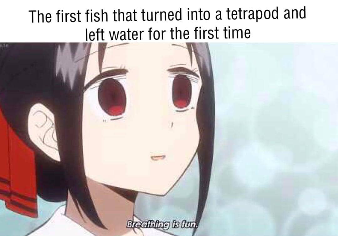 meme anime tentang ikan