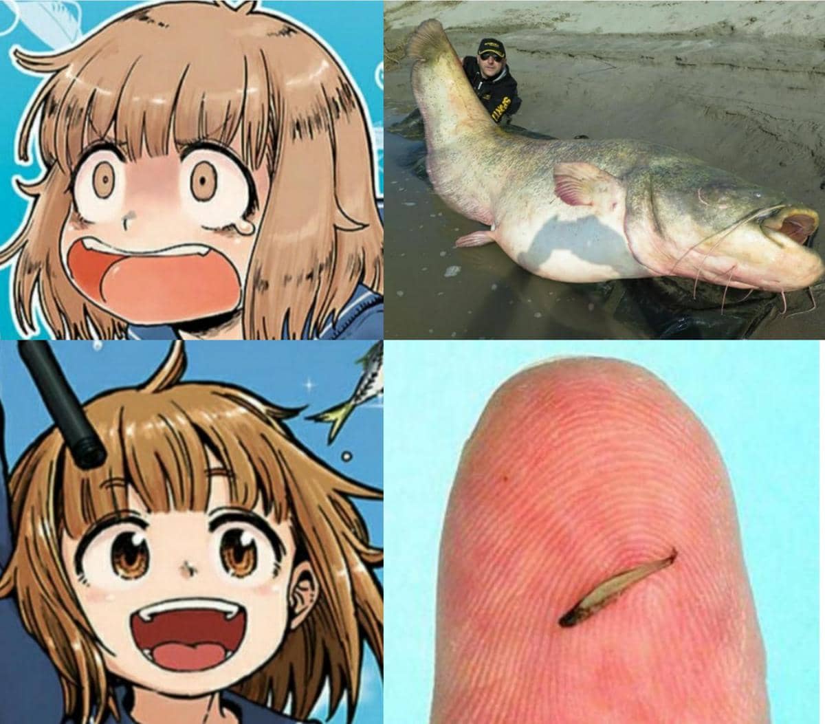 meme anime tentang ikan