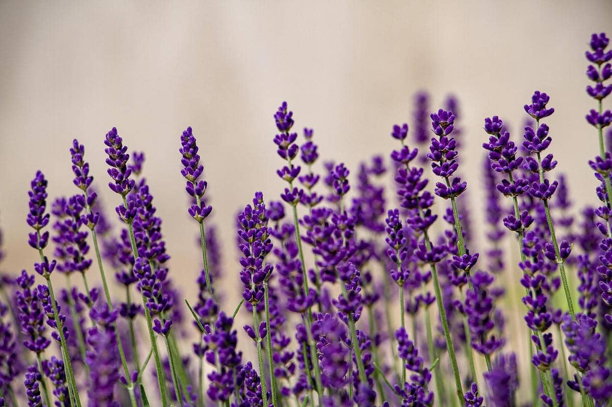 ilustrasi lavender