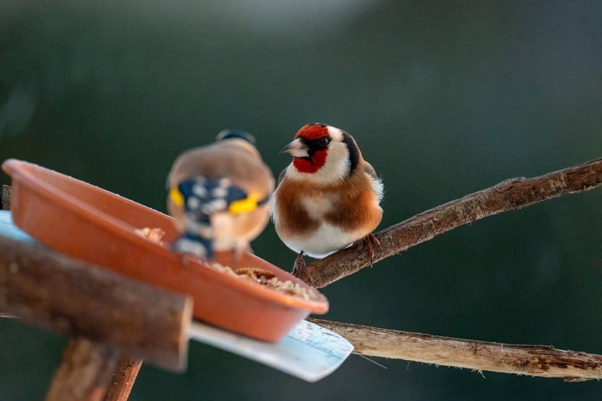 ilustrasi bird feeder, tempat makan burung