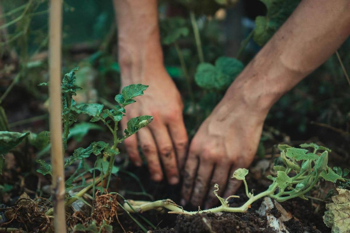 6 Kesalahan Berkebun yang Paling Sering Disesali, Hindari dari Awal
