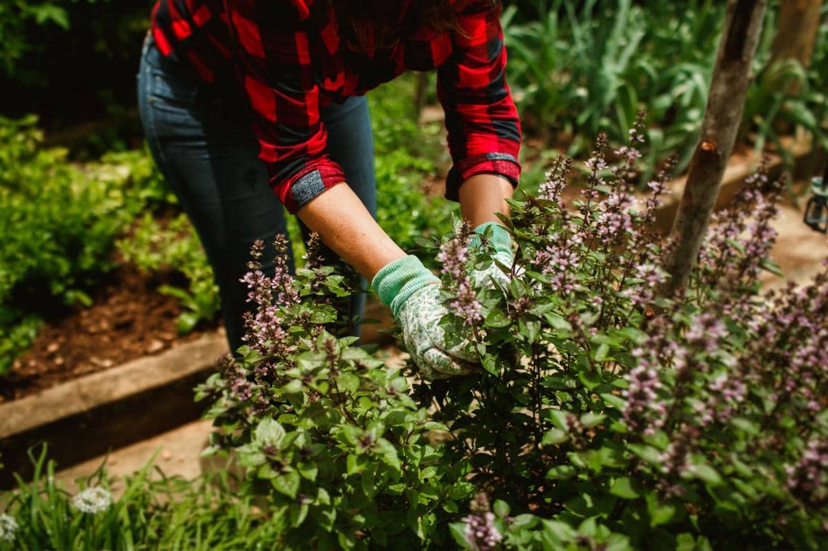 ilustrasi gardening, berkebun