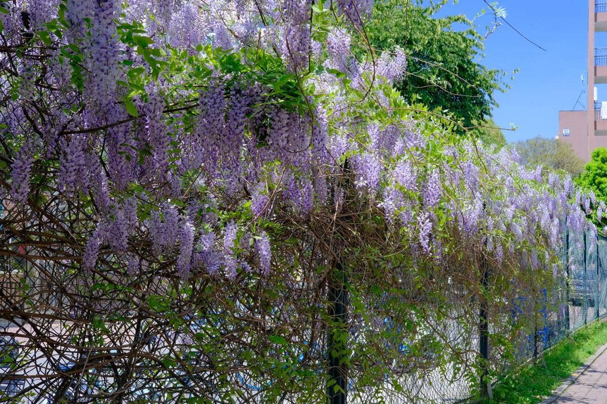 Tanaman wisteria berwarna ungu tumbuh merambat di pagar kawat di bawah langit cerah dengan latar pepohonan hijau dan bangunan.