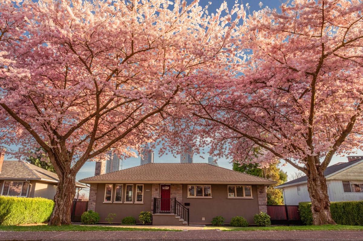Pohon cherry blossom bermekaran dengan bunga pink di halaman depan rumah berwarna cokelat pada hari cerah di musim semi.