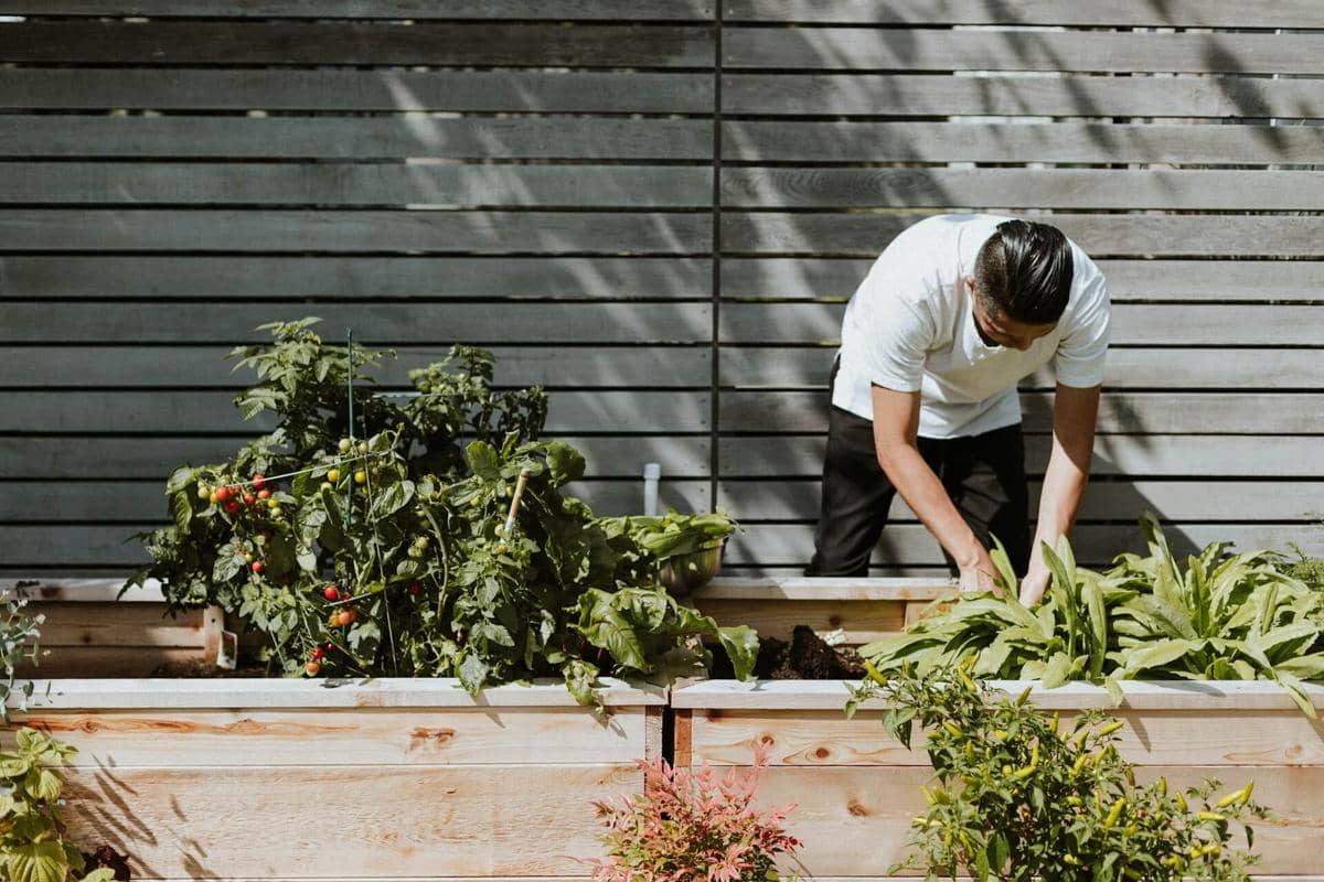 Seorang pria mengenakan kemeja putih sedang berkebun di taman kecil dengan tanaman hijau dan tomat di kotak tanam kayu.