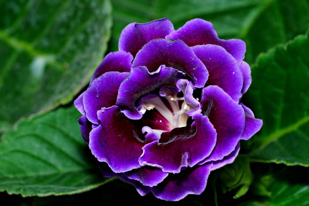 ilustrasi gloxinia