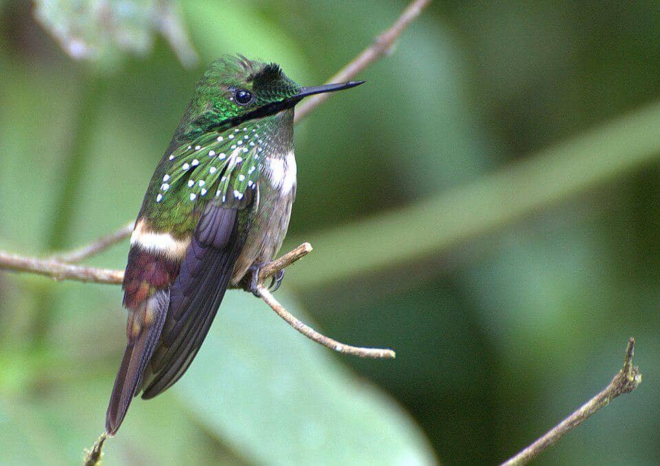 5 Fakta Festive Coquette, Kolibri Endemik Brasil yang Anggun