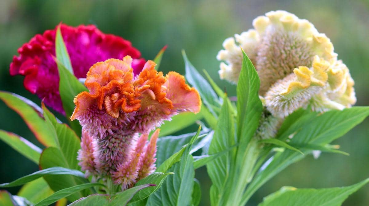 ilustrasi celosia