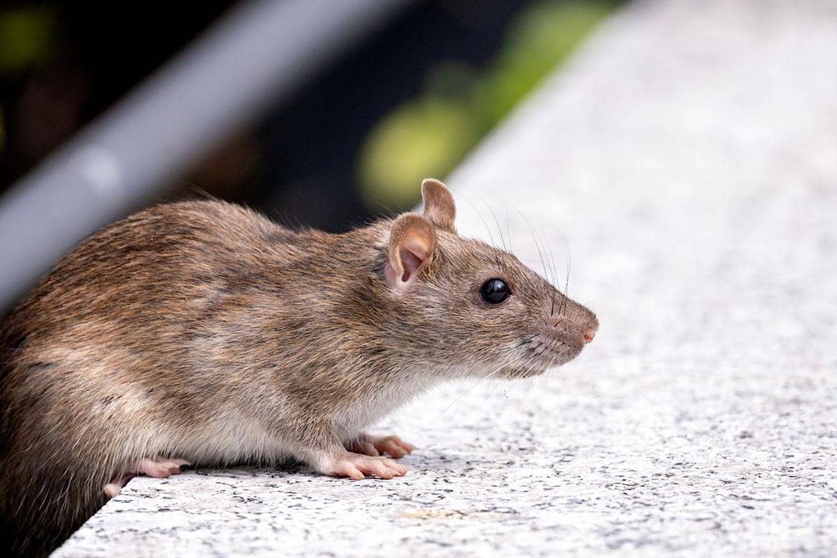 6 Kondisi Halaman Rumah Ini Ternyata Diam-Diam Bikin Tikus Betah