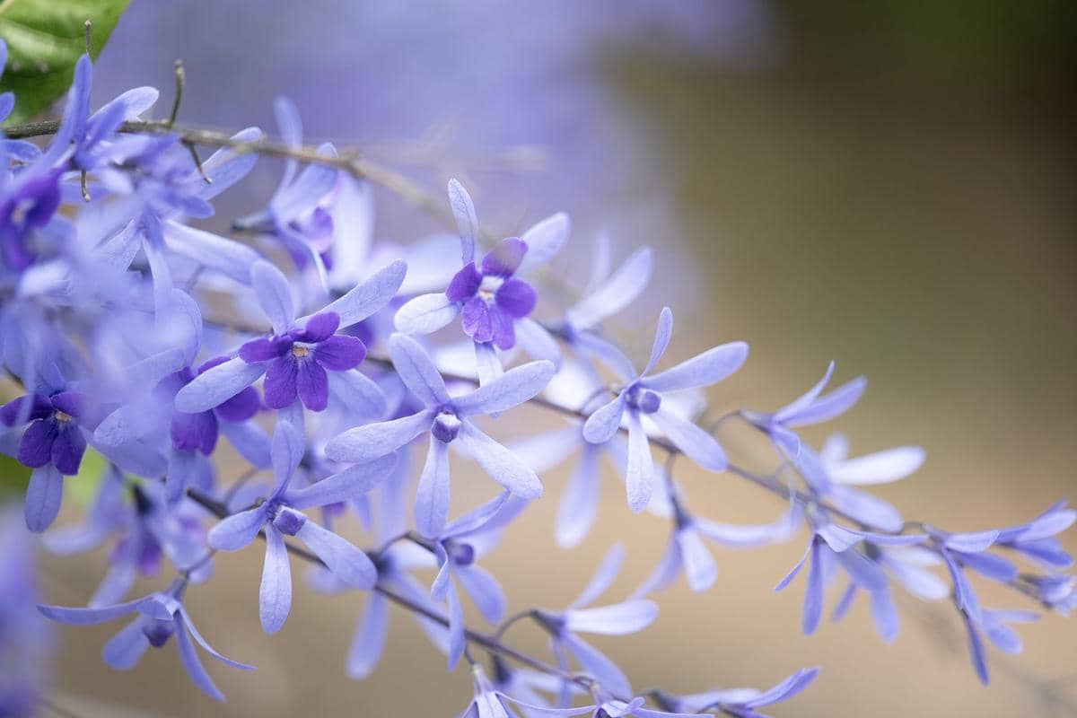 ilustrasi petrea volubilis