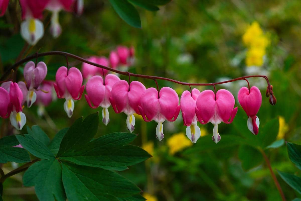 Bleeding Heart tidak aman untuk dikonsumsi