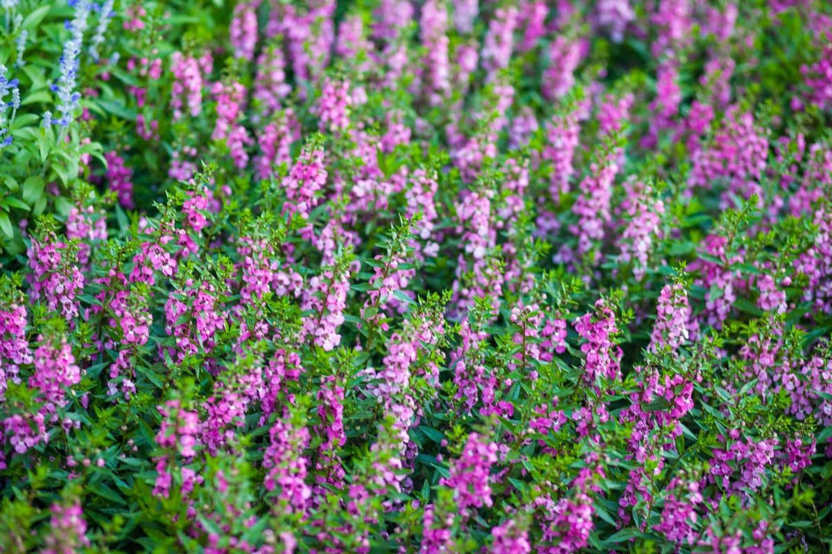 ilustrasi angelonia serena purple