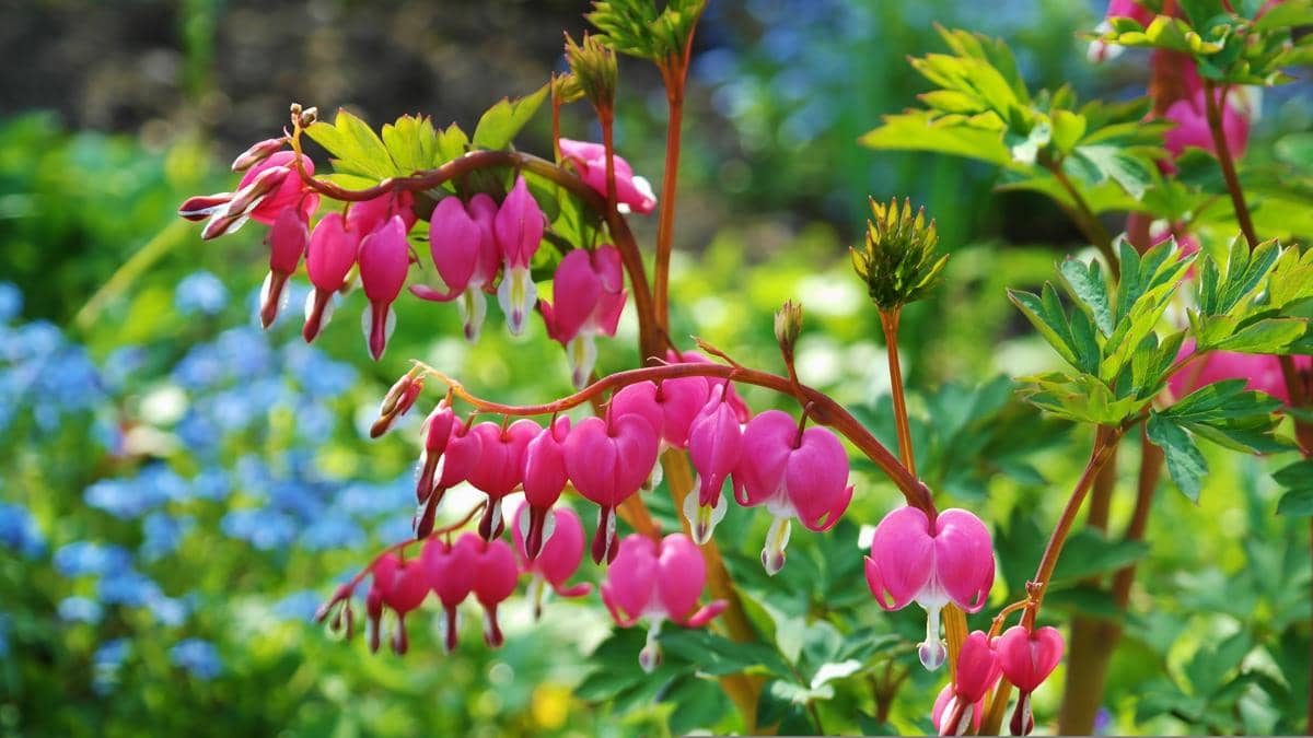 Bleeding Heart hanya berbunga pada musim tertentu