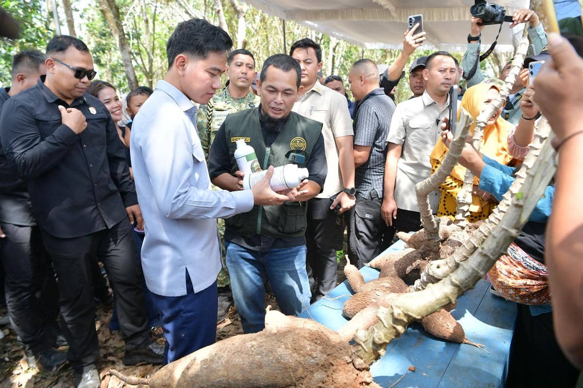 Gibran Kunjungi Lampung, Dukung Potensi Swasembada Pangan Singkong