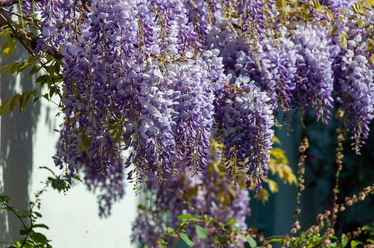 ilustrasi wisteria