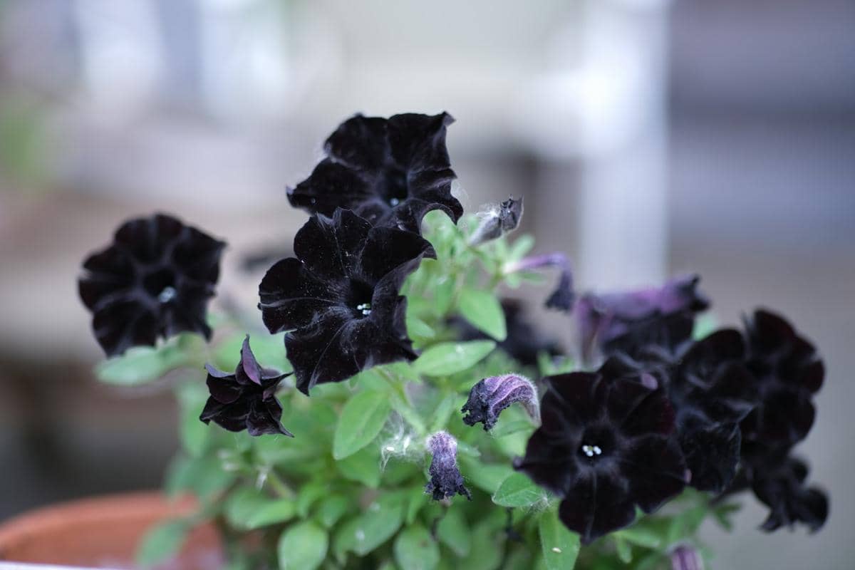 ilustrasi black velvet petunia