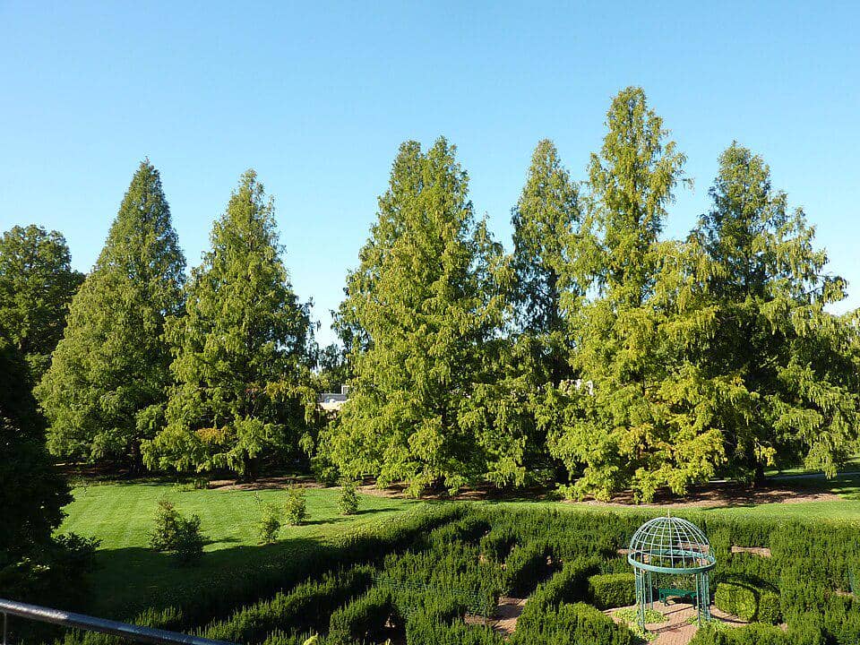 5 Fakta Metasequoia, Tanaman Peluruh Bergelar sebagai Fosil Hidup