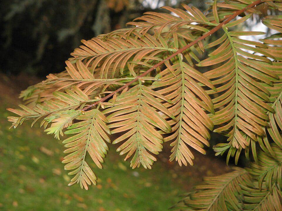 Metasequoia yang pernah dianggap punah