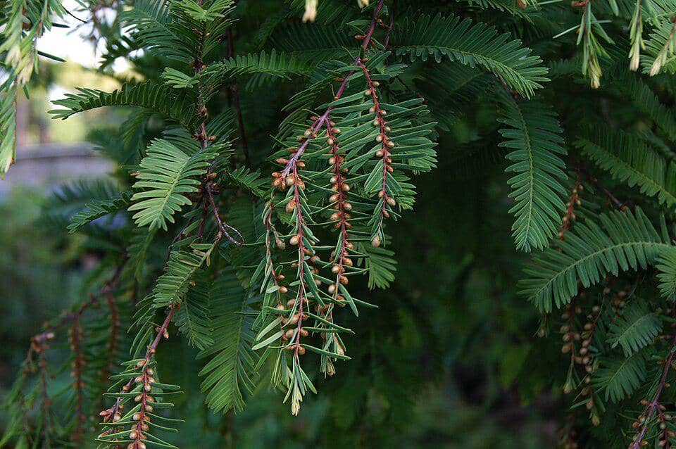 Spesies Metasequoia glyptostroboides