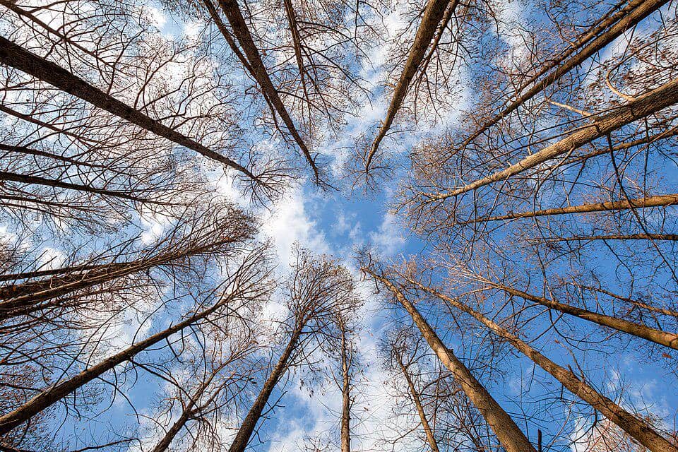 Metasequoia akan meranggas di musim gugur