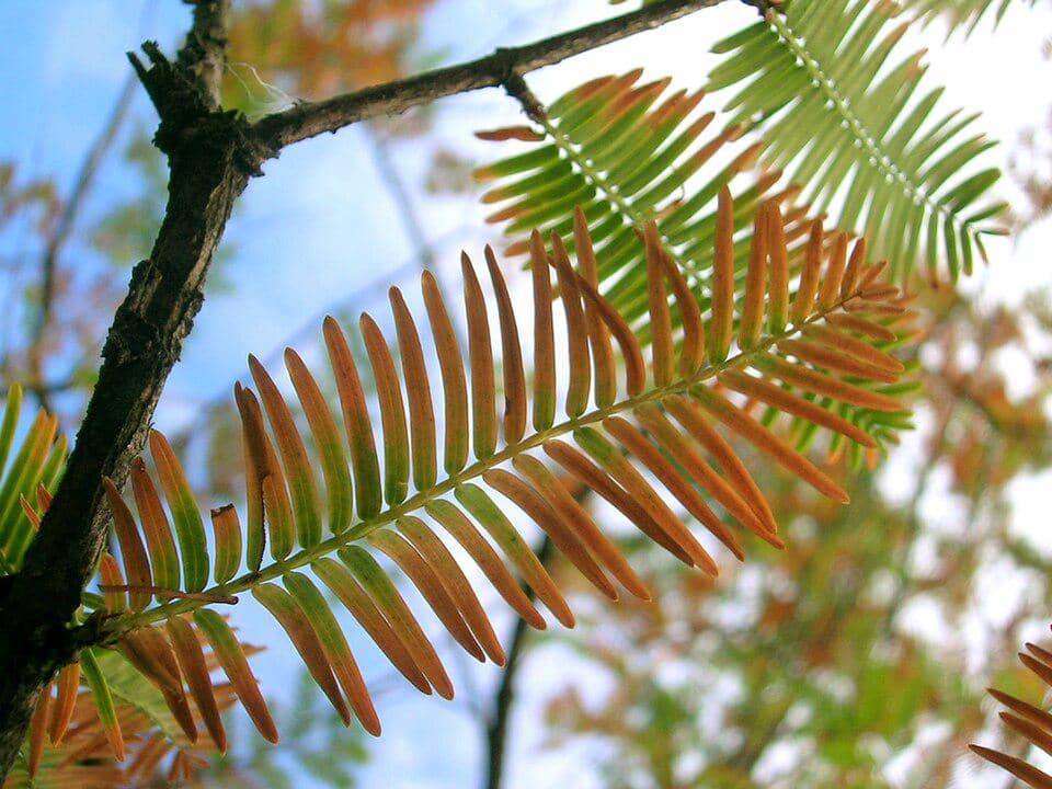 Metasequoia tanaman endemik Tiongkok