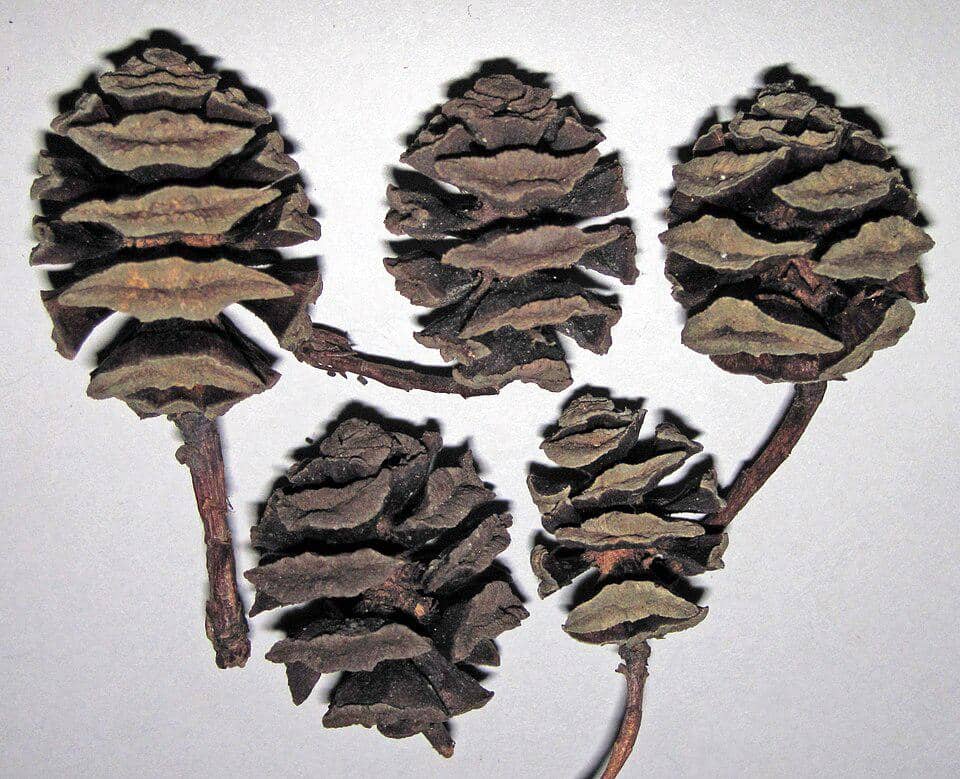 Kerucut yang dihasilkan Metasequoia