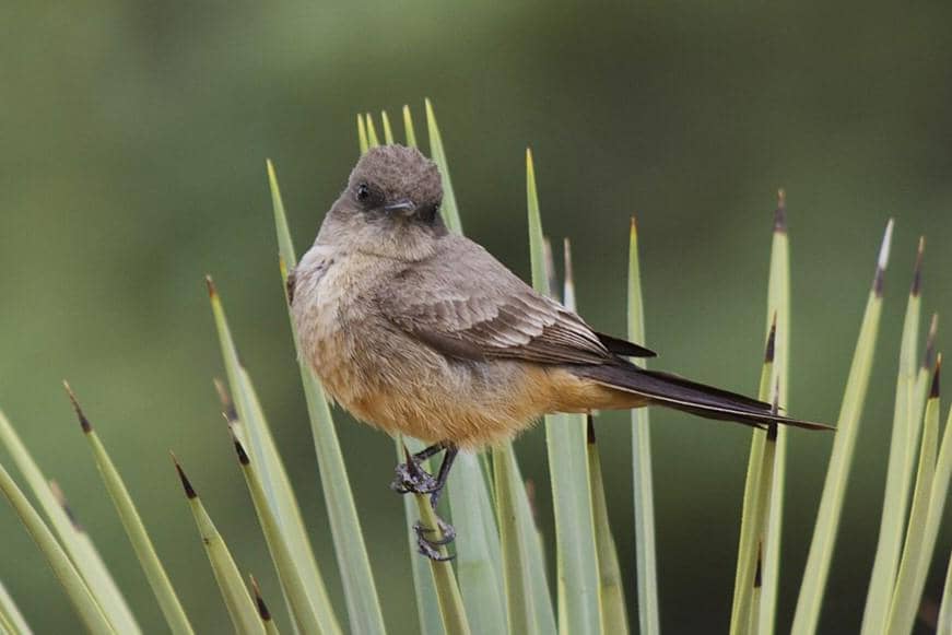Say's Phoebe