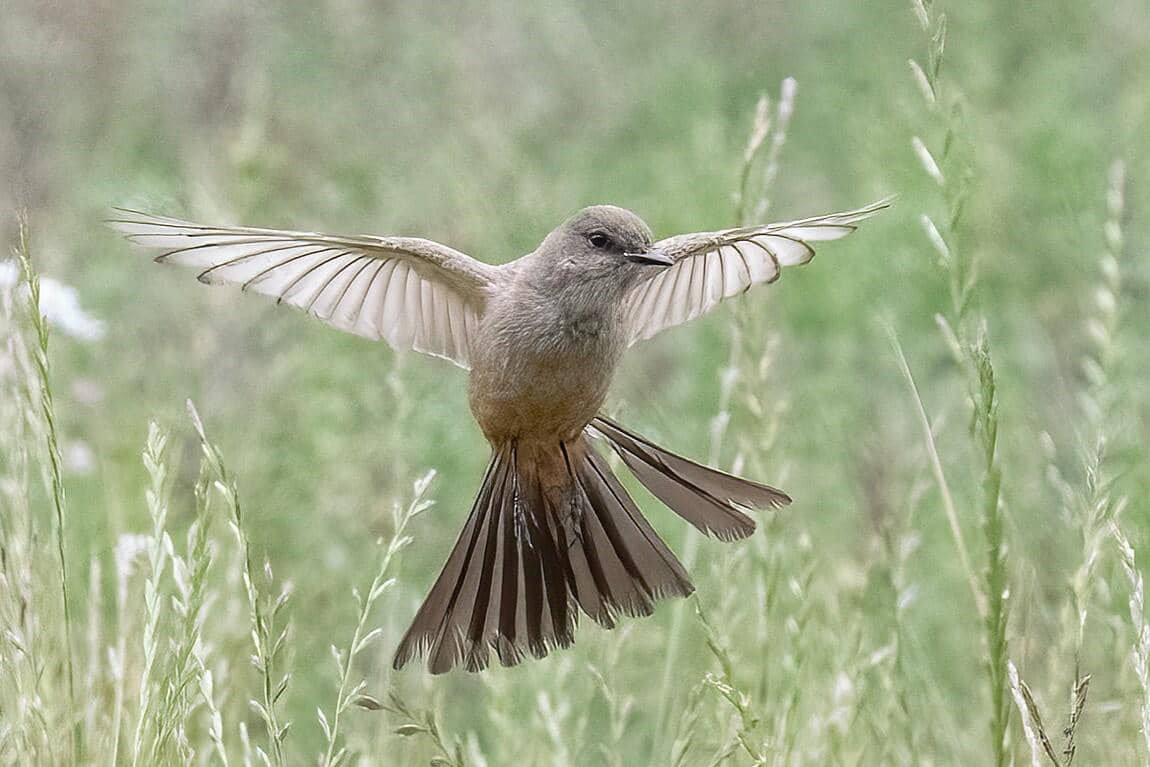 Say's Phoebe