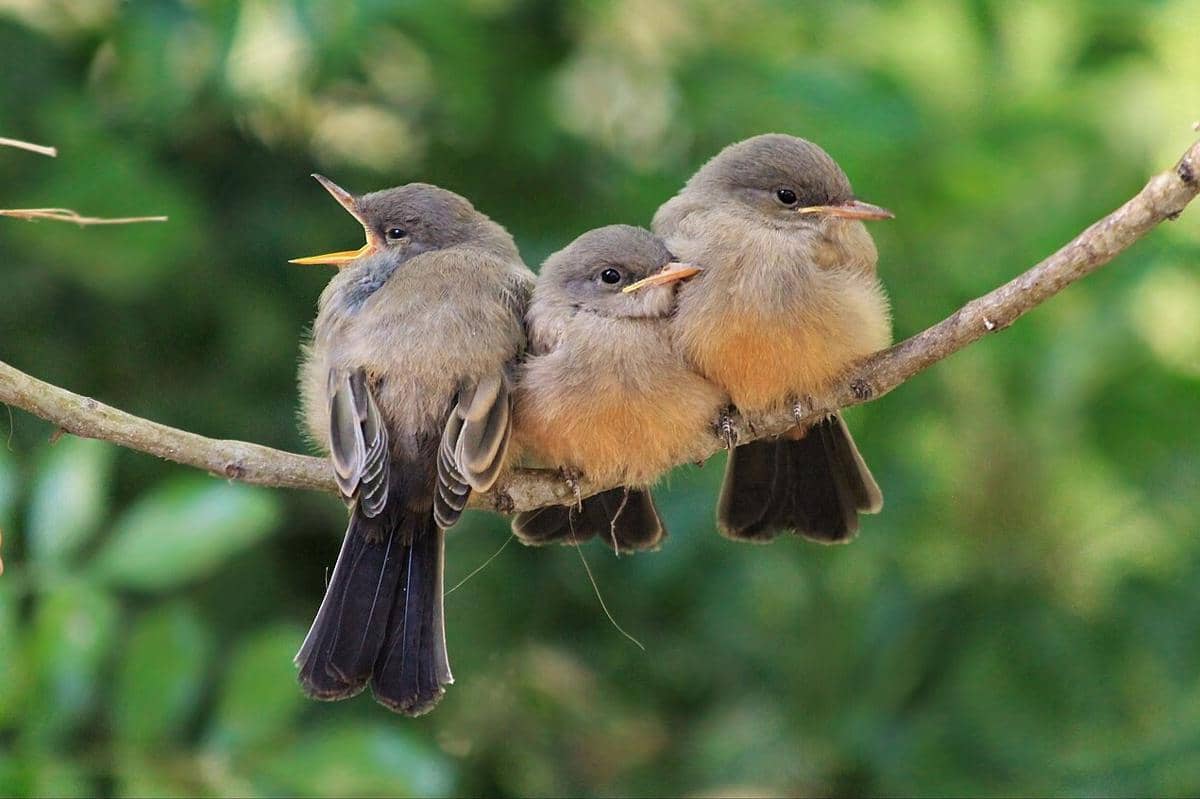 Say's Phoebe