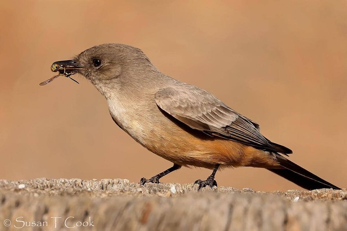 Say's Phoebe